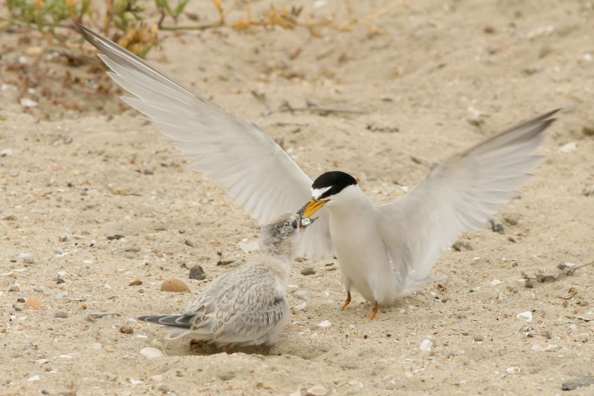 California Least Tern with fledgling-Sternula antillarum browni-Naval Amphibious Base-Coronado-CA-Matt Sadowski